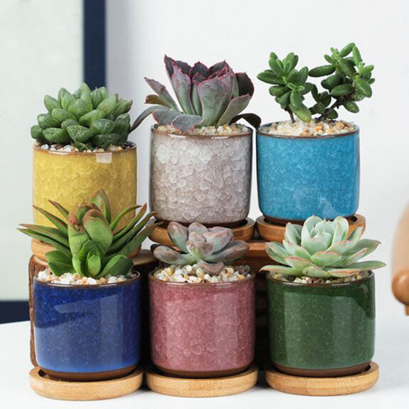 6 قطعة/المجموعة السيراميك الزه - مراجعة Echeveria Succulent وسعره