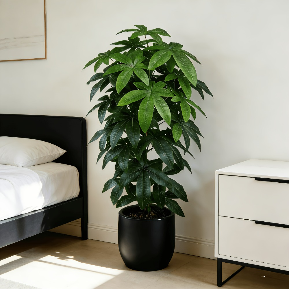 شجرة المال الاصطناعية (باشيرا  - مراجعة Ficus Lyrata Tree وسعره